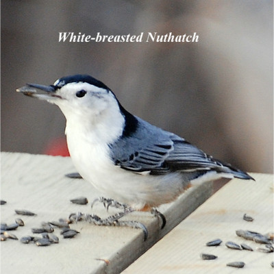 White-breasted Nuthatch